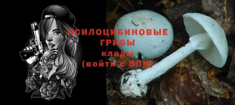 omg как войти  Борзя  Псилоцибиновые грибы Magic Shrooms  закладки 